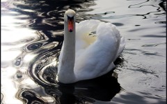 Desktop image. Animals. ID:35859