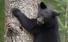 Desktop image. Animals. ID:35860
