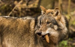 Desktop image. Animals. ID:96516