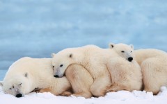 Desktop image. Animals. ID:35862