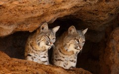 Desktop image. Animals. ID:35863