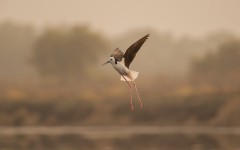 Desktop image. Animals. ID:55353