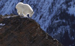 Desktop image. Animals. ID:35865