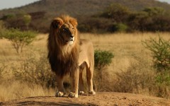 Desktop image. Animals. ID:35866