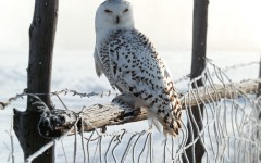Desktop image. Animals. ID:35867
