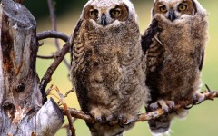 Desktop image. Animals. ID:35868