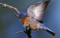 Desktop image. Animals. ID:35870
