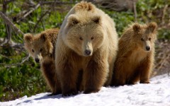 Desktop image. Animals. ID:35871