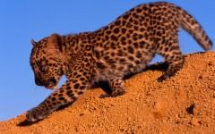 Desktop image. Animals. ID:35872