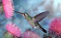 Desktop image. Animals. ID:35873