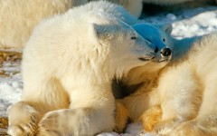 Desktop image. Animals. ID:35874