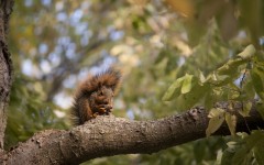 Desktop image. Animals. ID:55354