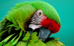 Desktop image. Animals. ID:35876