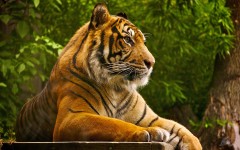 Desktop image. Animals. ID:35877