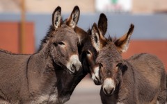 Desktop image. Animals. ID:55365