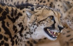 Desktop image. Animals. ID:35879