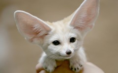 Desktop image. Animals. ID:35880