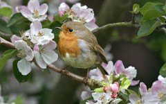Desktop image. Animals. ID:35881