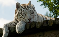 Desktop image. Animals. ID:35882