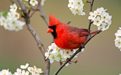 Desktop image. Animals. ID:35883