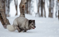 Desktop image. Animals. ID:55367