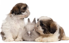 Desktop image. Animals. ID:35885