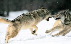 Desktop image. Animals. ID:35886