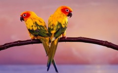 Desktop image. Animals. ID:35888