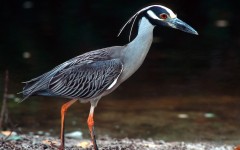 Desktop image. Animals. ID:35890