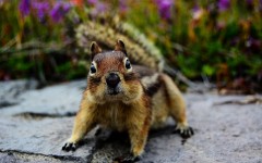 Desktop image. Animals. ID:55819