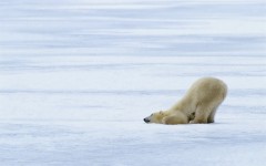 Desktop image. Animals. ID:35892