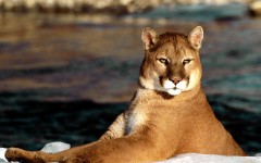 Desktop image. Animals. ID:35893