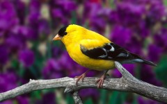Desktop image. Animals. ID:35894