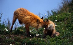 Desktop image. Animals. ID:35895