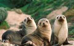 Desktop image. Animals. ID:35896