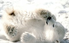Desktop image. Animals. ID:35897