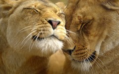 Desktop image. Animals. ID:35898