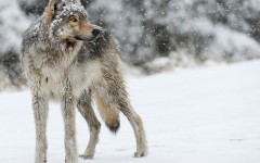 Desktop image. Animals. ID:55805