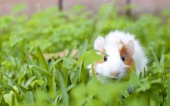 Desktop image. Animals. ID:55824