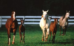 Desktop image. Animals. ID:35901