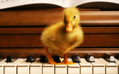Desktop image. Animals. ID:35902