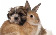 Desktop image. Animals. ID:35904