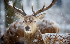 Desktop image. Animals. ID:55794