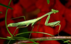 Desktop image. Animals. ID:35907
