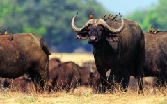 Desktop image. Animals. ID:35909
