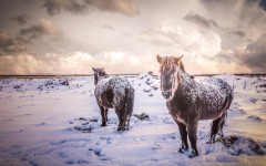 Desktop image. Animals. ID:55829
