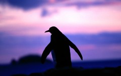 Desktop image. Animals. ID:35914
