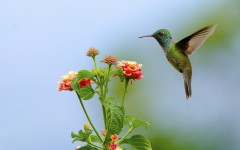 Desktop image. Animals. ID:55372