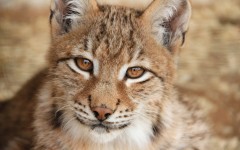 Desktop image. Animals. ID:55817
