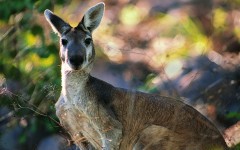 Desktop image. Animals. ID:35920
